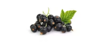 Konfitüre aus schwarzen Johannisbeeren auf Crêpe serviert